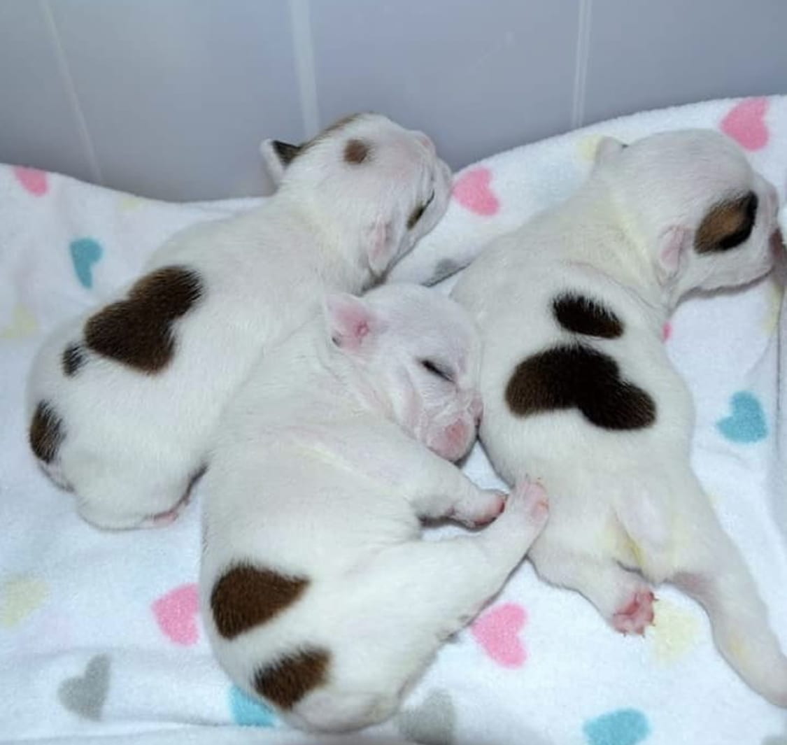 three English Bulldog puppies sleeping in their bed