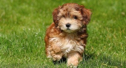 A Havanese puppy running in the yard under the sun