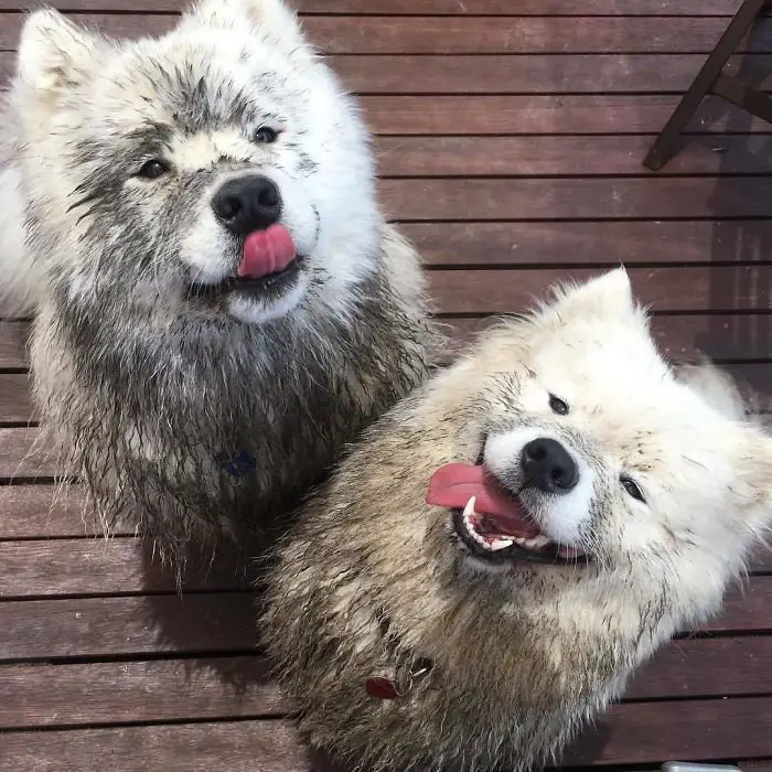 two dirty Samoyed Dogs sitting on the wooden floor with its tongue sticking out