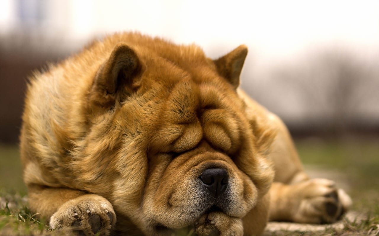 Chow Chow adult dog sleeping on the green grass