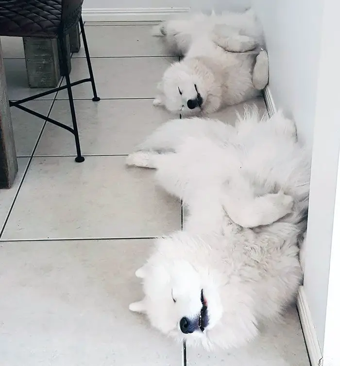 two Samoyed Dogs sleeping on the floor next to the wall