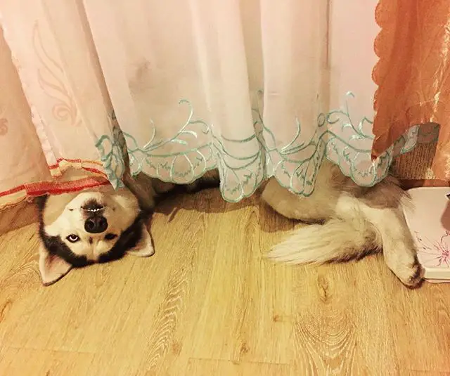 A Husky lying on the floor under the curtain