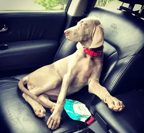 A Weimaraner puppy sitting in the passenger seat