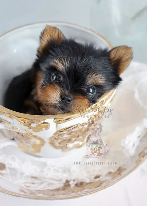 cute Yorkshire Terrier in a cup