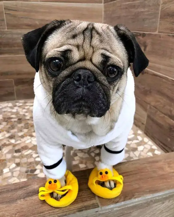 Pug wearing a bathrobe and cute duck slippers