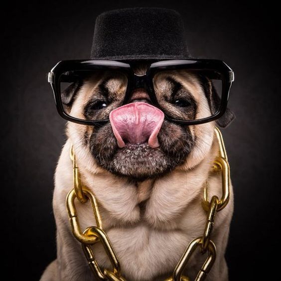 Pug wearing a god chain necklace, glasses, and a black hat wile licking its nose