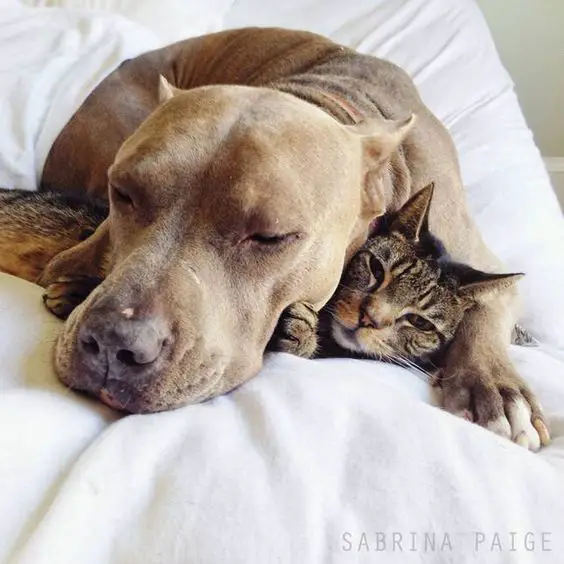sleeping Pitbull with its face on top of a cat