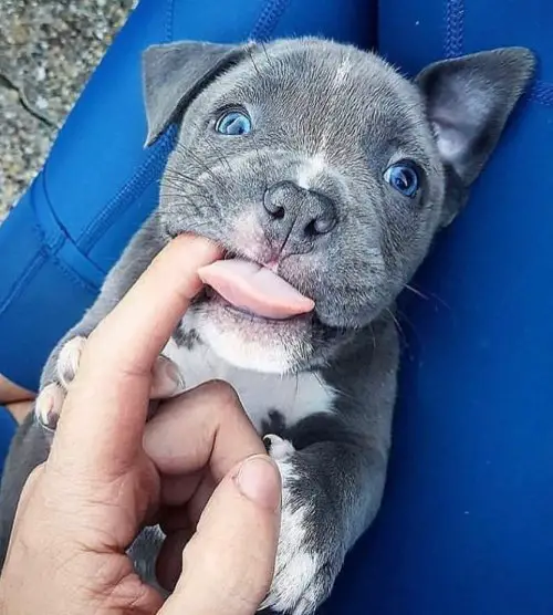 A gray Pitbull puppy lying on the woman lap while biting her finger