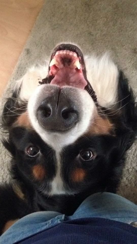 Bernese Mountain Dog looking up to its owner