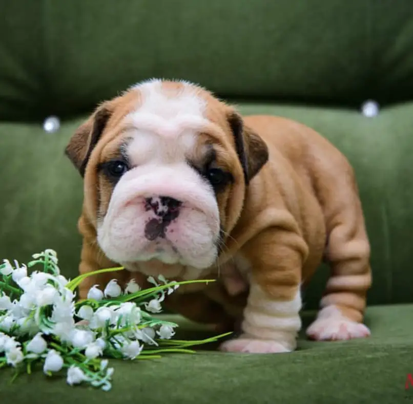 English Bulldog Puppy on the couch with plastic flowers