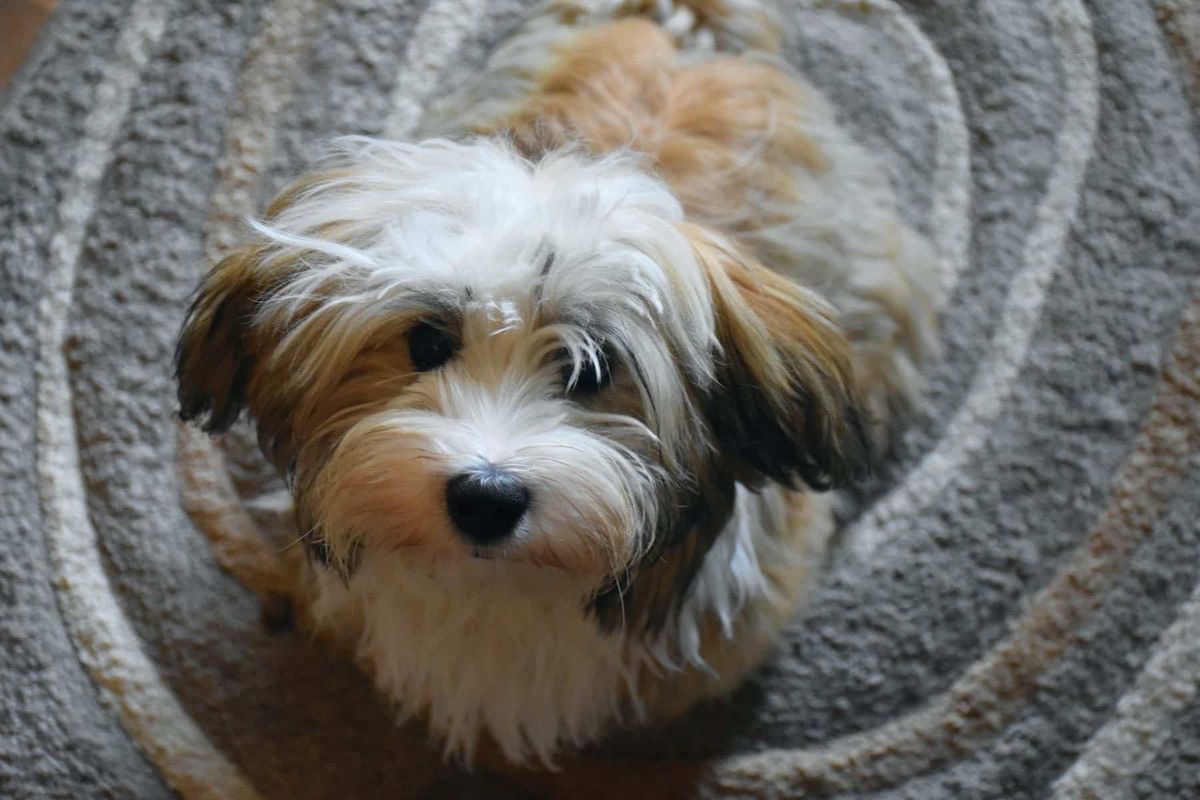 A Havanese sitting on the floor with its begging face