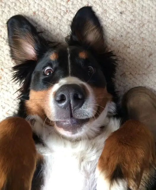 smiling with its big eyes Bernese Mountain Dog lying on the floor