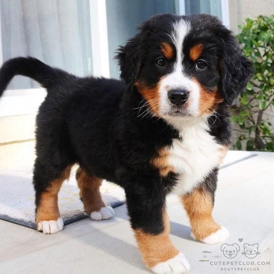 staring Bernese Mountain puppy