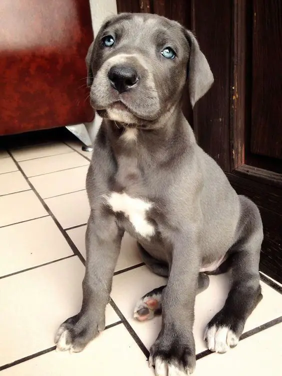  Great Dane puppy with gray coat and blue eyes sitting on the floor