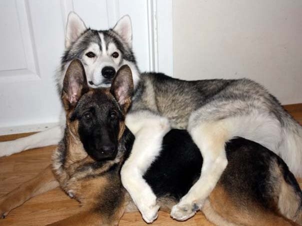 A German Shepherd dog lying on the floor with a husky hugging him from behind