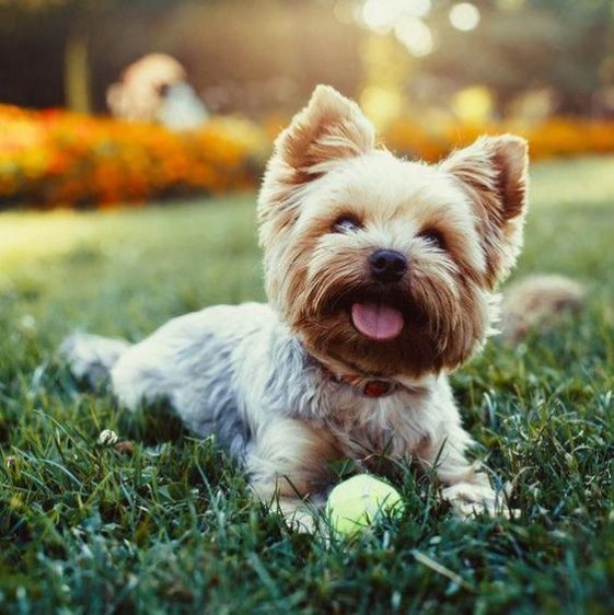 cute Yorkshire Terrier playing in the park