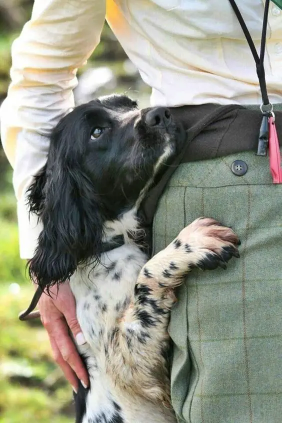 Springer Spaniel leaning on a person's thigh