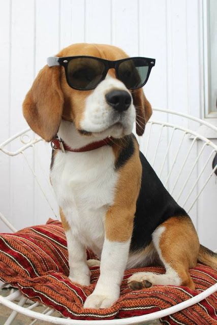 Beagle sitting on the chair while wearing sunglasses
