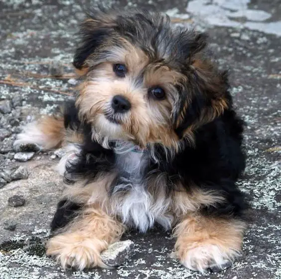 A Havanese lying on the ground while tilting its head