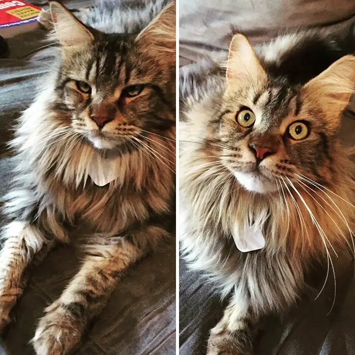 photo of a sleepy Maine Coon Cat and its photo with its eyes with open while lying on the couch