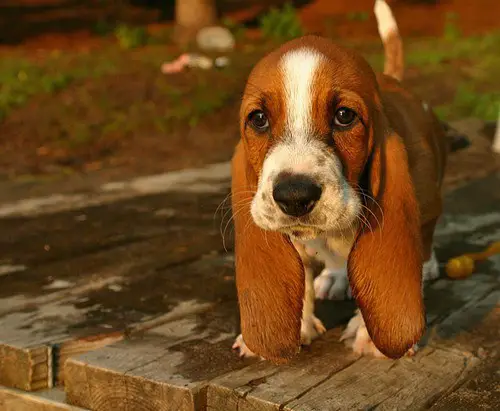 adorable Basset Hound puppy on top of the wooden table under the sun