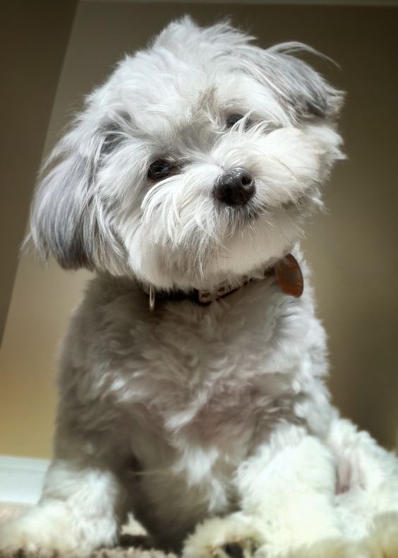 A Havanese sitting on the bed while tilting its head