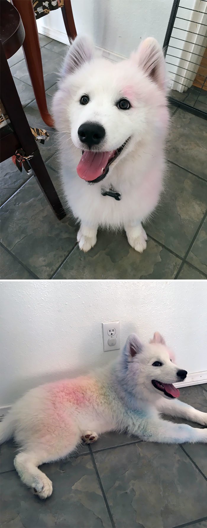 two photos of Samoyed Dog with its fur dyed in rainbow colors sitting and lying down on the floor