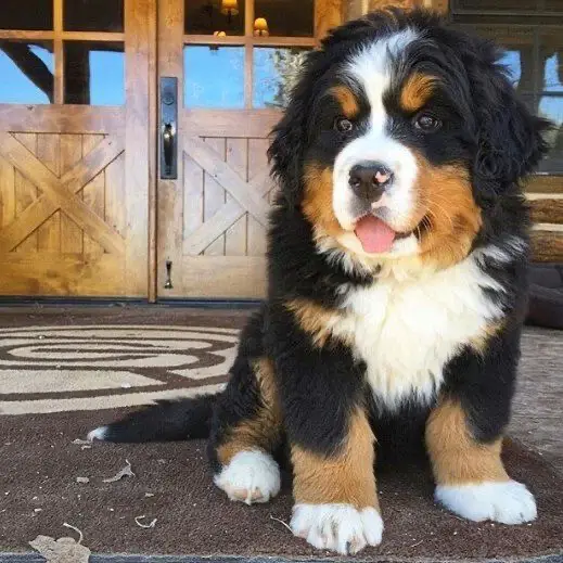 A Bernese Mountain Dog sitting on the carpet in the front porch
