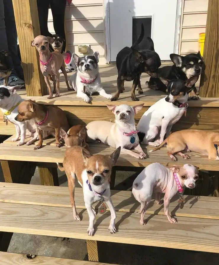 a pack of Chihuahuas chilling on the stairway under the sun
