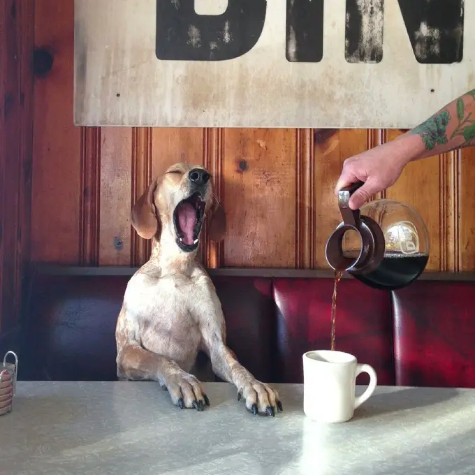 A Coonhound sitting at the table and yawning while a coffee is being served to him