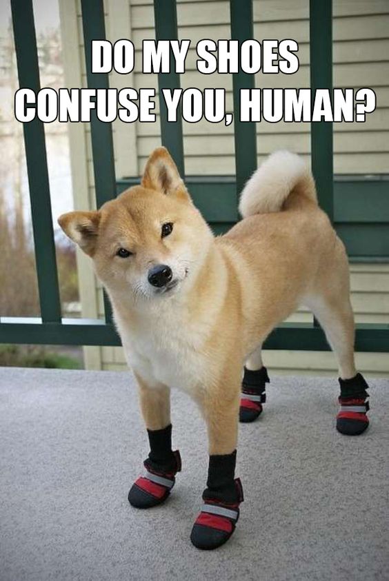 Shiba Inu in the balcony wearing cute shoes photo with a text 