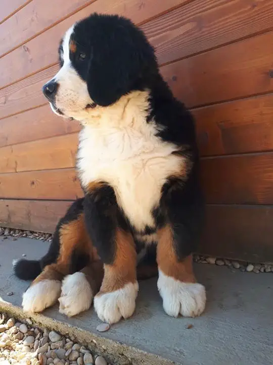 A Bernese Mountain Dog sitting on the pavement next to the wooden wall