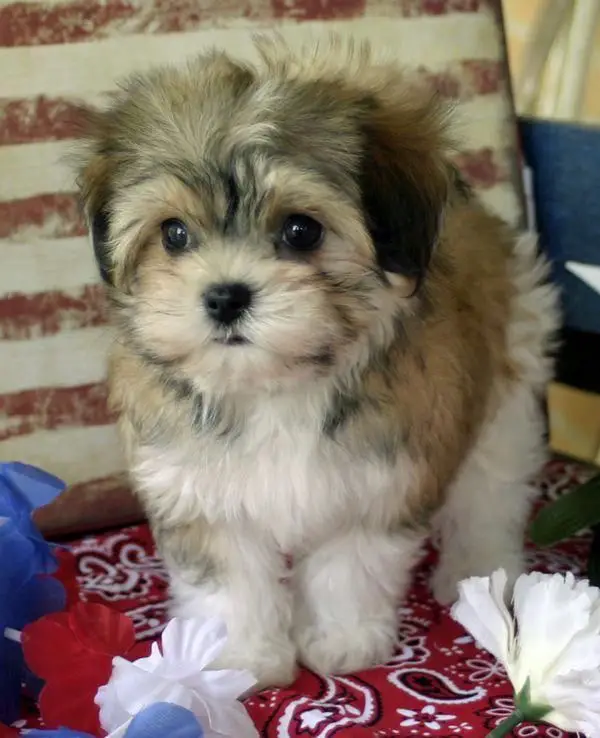A Havanese puppy standing on the chair