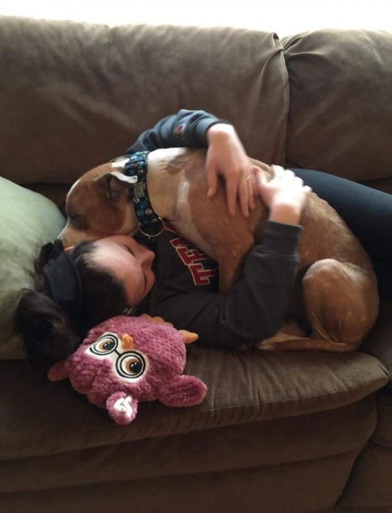 Pitbull cuddling with its owner on the couch