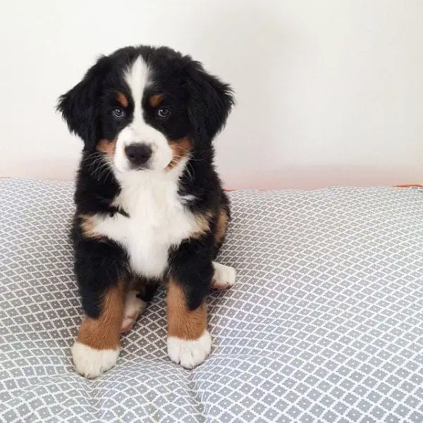 Bernese Mountain puppy sitting on top of the bed