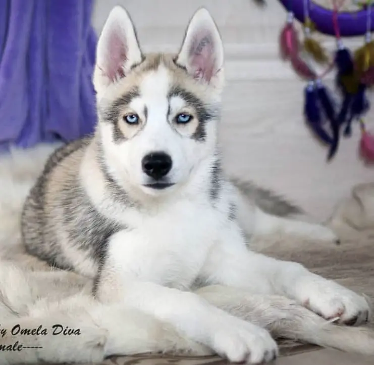 A Husky puppy with blue eyes lying on the carpet
