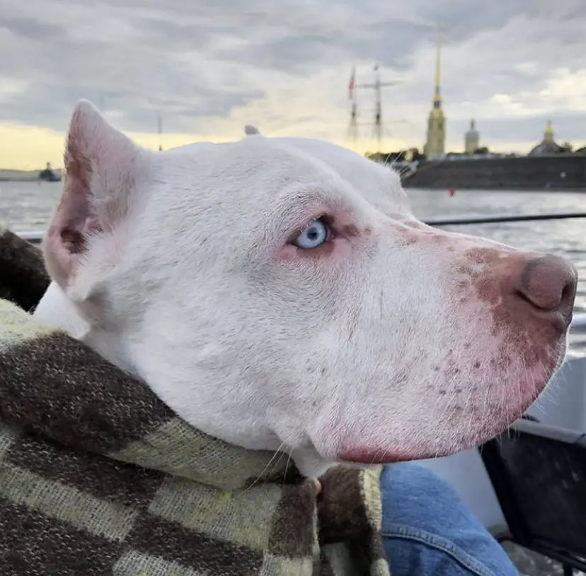 A Pit Bull wearing a jacket while sitting on the lap of the person riding a boat