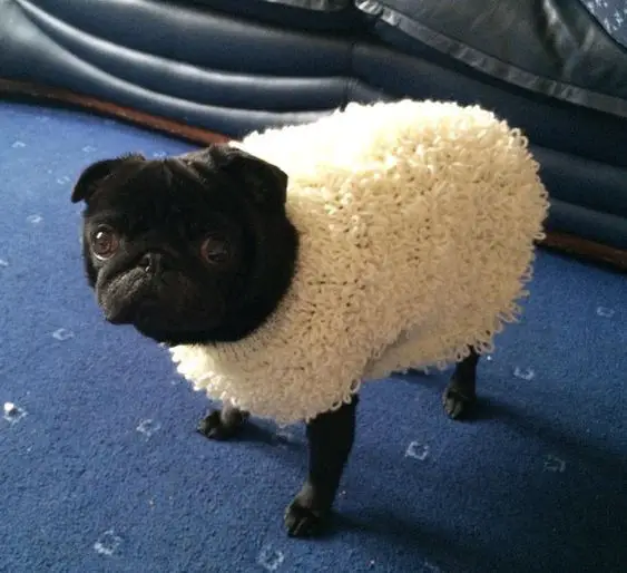 Pug in sheep outfit