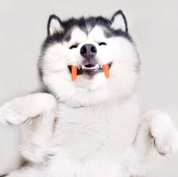 A Siberian Husky smiling and showing its carrot fangs
