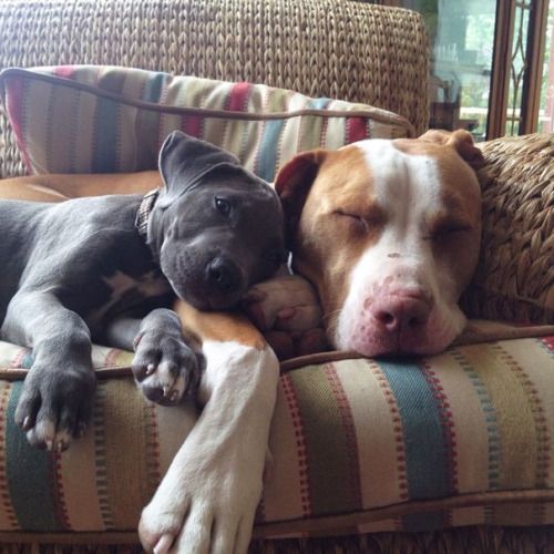 Pitbull adult and puppy sleeping on top of the couch