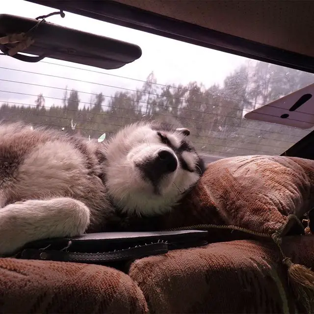 A Husky sleeping in the dashboard in the backseat