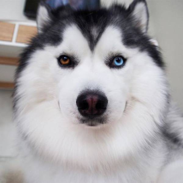A Siberian Husky with blue and brown eyes sitting on the floor