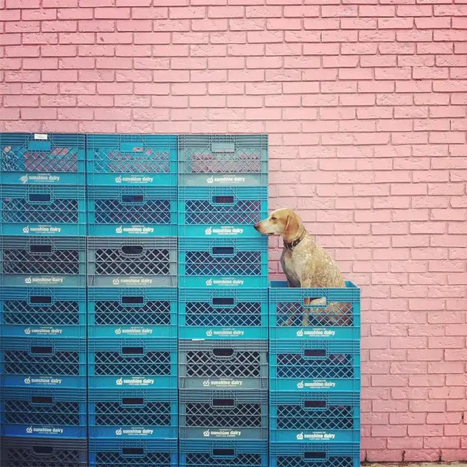 A Coonhound sitting in a pile of container by the wall brick