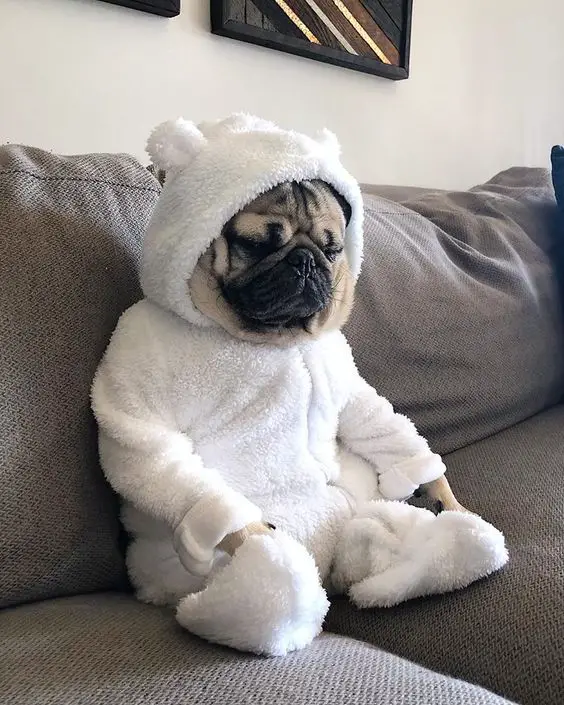 Pug sitting on the couch in a cute fluffy white onesie sweater with hoodie