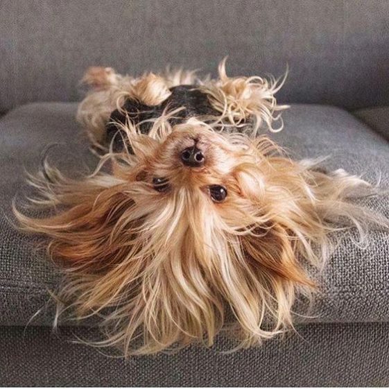 cute Yorkshire Terrier lying upside down