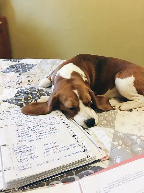 Beagle sleeping on the bed beside a notebook