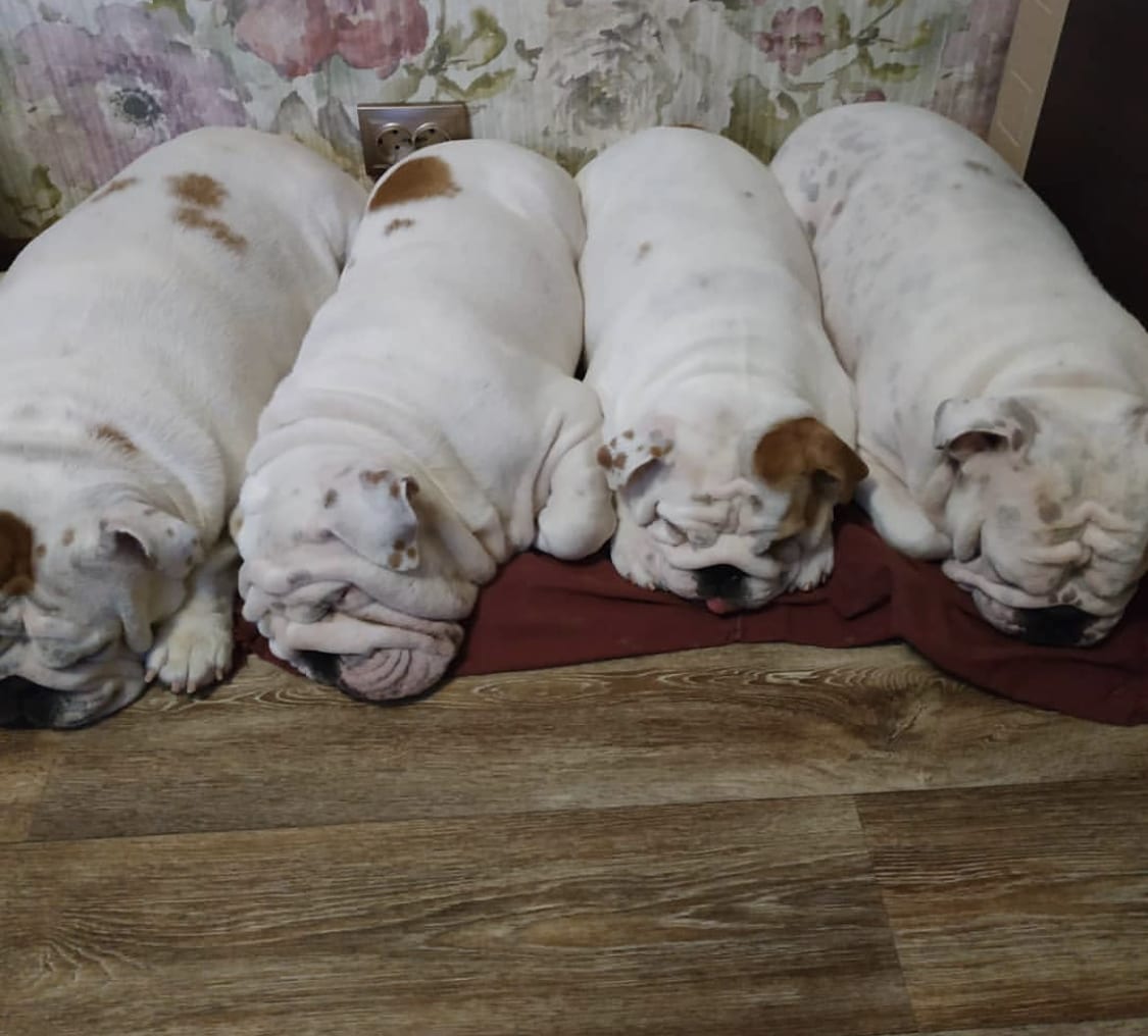 Four English Bulldogs aligned sleeping on the floor