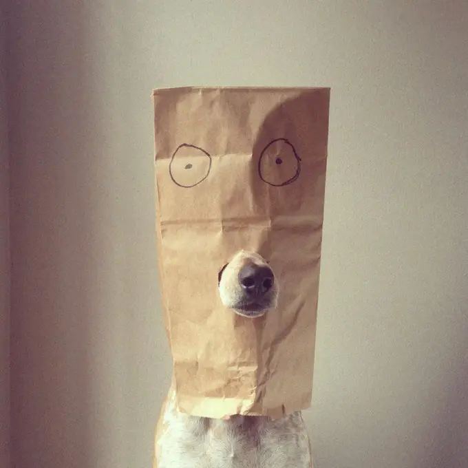 A Coonhound wearing a paper bag with a hole showing its nose and month only