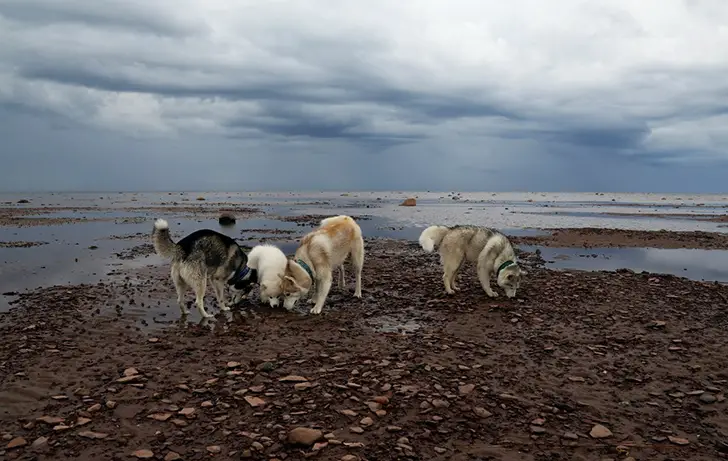 four Huskies smelling the rocks at the beach