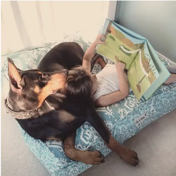 A Doberman Pinscher lying on its bed while a young girl is reading her book while lying beside it